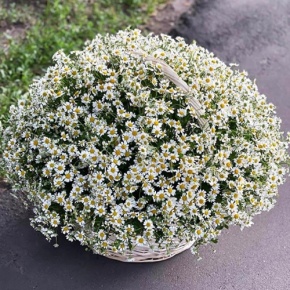 Композиция в корзине из 151 ромашки в Рузе