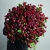 Монобукет из 75 кустовых роз Марун (70 см) в Рузе Монобукет из 75 кустовых роз Марун (70 см) в Рузе