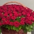 Композиция в корзине из 151 красной розы в Рузе Композиция в корзине из 151 красной розы в Рузе