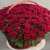 Композиция в корзине из 151 красной розы в Рузе Композиция в корзине из 151 красной розы в Рузе