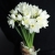 Букет из 25 нарциссов в Рузе Букет из 25 нарциссов в Рузе